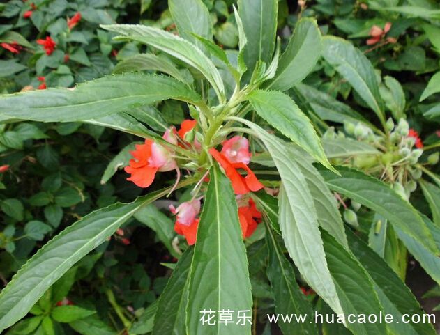 铠动漫国产久而欧洲野花视频欧洲，新世代的英雄传说，穿越次元的热血之旅