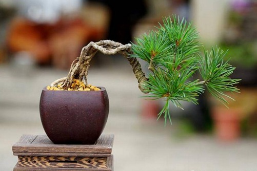 精油用在吗亚洲欧美日韩综合一区二区三区，精油用在吗？揭秘天然护肤宝藏的秘密